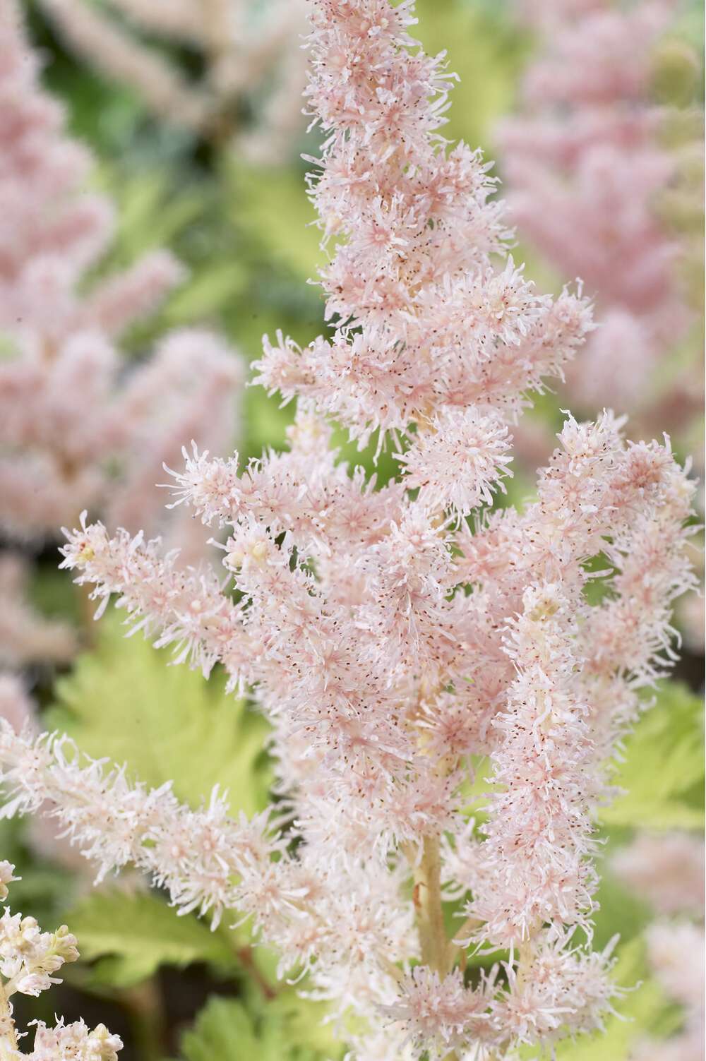 Astilbe 'Milk & Honey'
